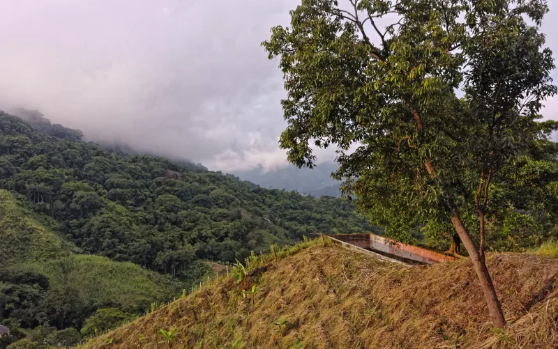 Ruta del Café desde Medellín en Carro: Fincas, Paisajes y Café de Origen - Alquiler de Autos Medellín